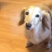 RARAの画像