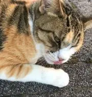 yellowcatの画像