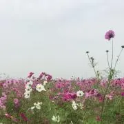 みら