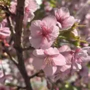 Nikumanの画像