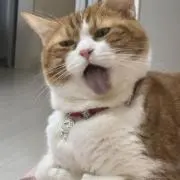 IMMEIの画像