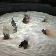 まーたんの画像