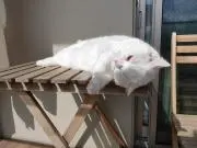 ♡ゆきまる♡の画像