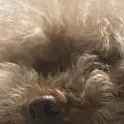 くーちゃん　ペット飼ってますの画像