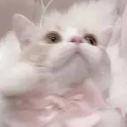 み プロフ必読の画像