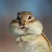 プロフ必読の画像