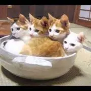 ゆえ