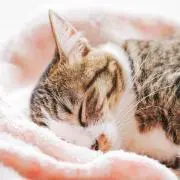 chico★の画像