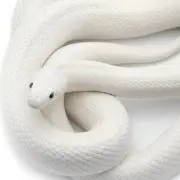 るききりの画像