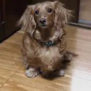 がいど