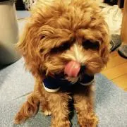 ひろえもんの画像