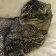 いずの画像