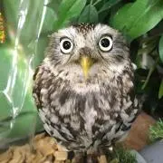 ふくろうの画像