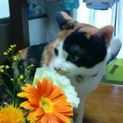たま