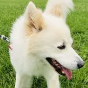 だいふく