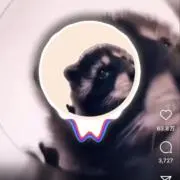 かとりの画像