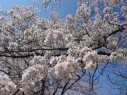☆のっぴーまま☆の画像