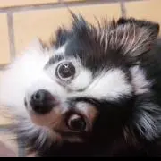 モジーコの画像
