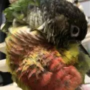 ポコ