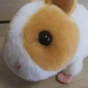 コジローの画像