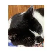 はなの画像