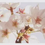 mimiの画像