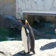 れいぴょんの画像