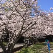 さくらの画像