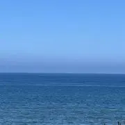 シナモンの画像
