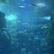 がんこの画像