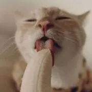 XnxXの画像