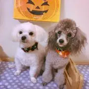 メープル