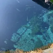 ボニーの画像