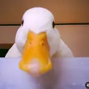 ガーグァーの画像
