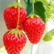 ☆いちご畑☆の画像