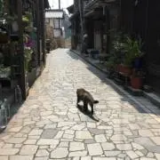 midoriの画像