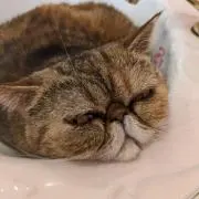 ニャンニャン本舗 セール中の画像