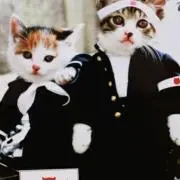 なめ猫
