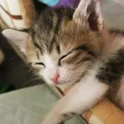 ねこねずみ