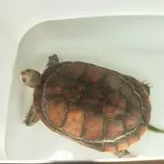ミニミヤの画像