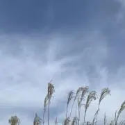 u.の画像