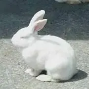 ぴいちゃん