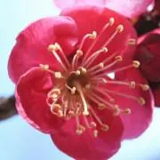 Umekoの画像