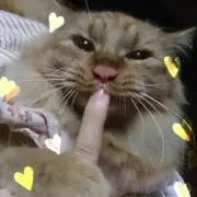 kyoppy