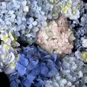 ちかぴい☆値下げ交渉OK！の画像