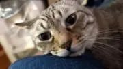 るるみみ
