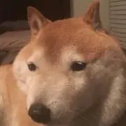 てっち(プロフ読んで下さい)の画像