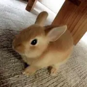 もや