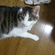 ノラク