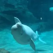 いちごっこの画像